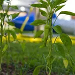 בית הארחה Keyfim סלימייה